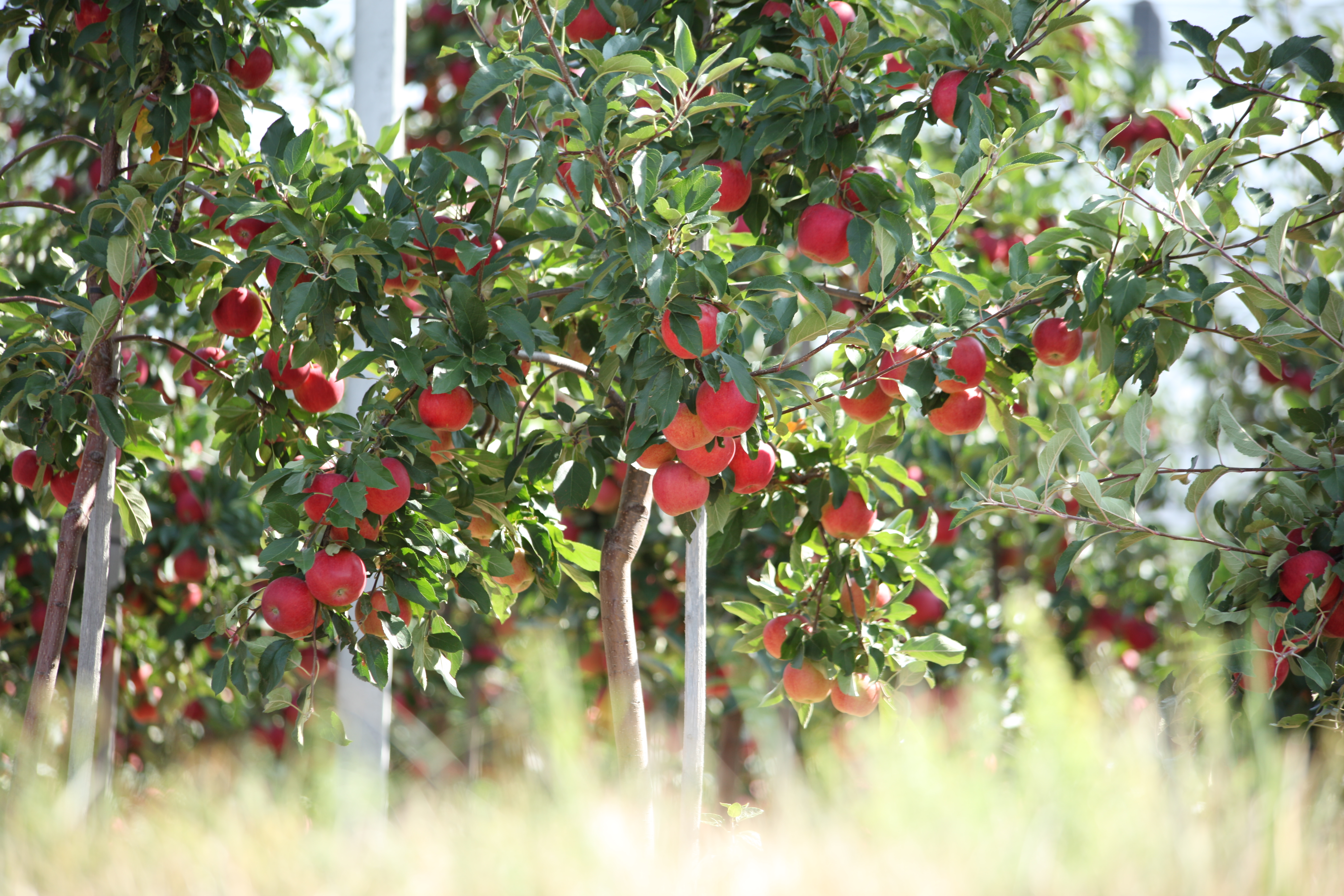  Foto: Apfelbäume in Pfedelbach 